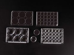 Glass Bottom Plates