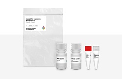 Large DNA Fragment