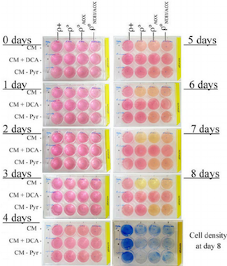 pink cell culture in well plates pink cell culture in well plates